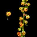 Img.VTax1789.ExN.Img9