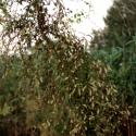 Img.VTax1856.ExN.Img9