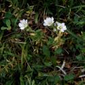 Img.VTax1915.ExN.Img9