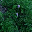 Img.VTax196.ExN.Img9