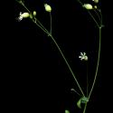 Img.VTax1997.ExN.Img17