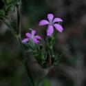Img.VTax2042.ExN.Img3