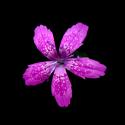 Img.VTax2042.ExN.Img9