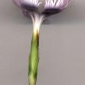 Img.VTax2044.ExN.Img11