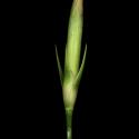 Img.VTax2044.ExN.Img9