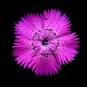 Img.VTax2049.ExN.Img16