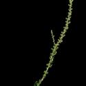 Img.VTax2094.ExN.Img8