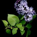 Img.VTax2233.ExN.Img17