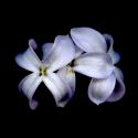 Img.VTax2233.ExN.Img18