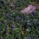 Img.VTax2288.ExN.Img9