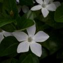 Img.VTax2289.ExN.Img4