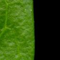 Img.VTax2289.ExN.Img7