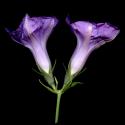 Img.VTax2301.ExN.Img6
