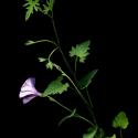 Img.VTax2303.ExN.Img9