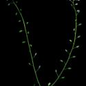Img.VTax2362.ExN.Img21
