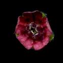 Img.VTax2377.ExN.Img5