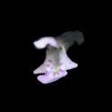 Img.VTax2448.ExN.Img17