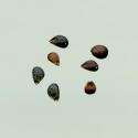 Img.VTax2448.ExN.Img9