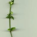 Img.VTax2450.ExN.Img3