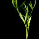 Img.VTax255.ExN.Img8