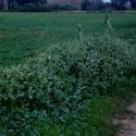 Img.VTax2572.ExN.Img10