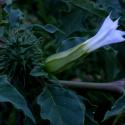 Img.VTax2572.ExN.Img9