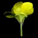 Img.VTax258.ExN.Img8
