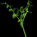 Img.VTax26.ExN.Img8