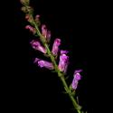 Img.VTax2603.ExN.Img7