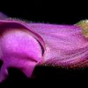 Img.VTax2603.ExN.Img9