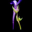 Img.VTax2618.ExN.Img15