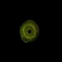 Img.VTax2651.ExN.Img10