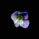 Img.VTax2651.ExN.Img7