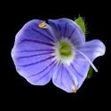 Img.VTax2655.ExN.Img13