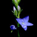 Img.VTax2658.ExN.Img8