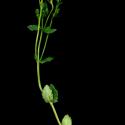 Img.VTax2658.ExN.Img9