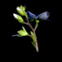 Img.VTax2659.ExN.Img6