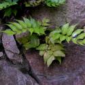 Img.VTax27.ExN.Img9