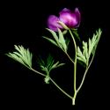 Img.VTax277.ExN.Img7