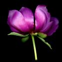 Img.VTax277.ExN.Img9