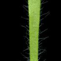 Img.VTax2798.ExN.Img8