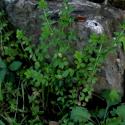 Img.VTax2811.ExN.Img5