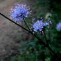 Img.VTax2909.ExN.Img15