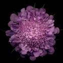 Img.VTax2924.ExN.Img8