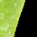 Img.VTax293.ExN.Img4