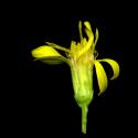 Img.VTax2983.ExN.Img9