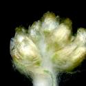 Img.VTax3025.ExN.Img8