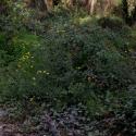 Img.VTax3161.ExN.Img9