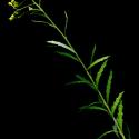 Img.VTax3171.ExN.Img9