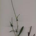 Img.VTax3344.ExN.Img5